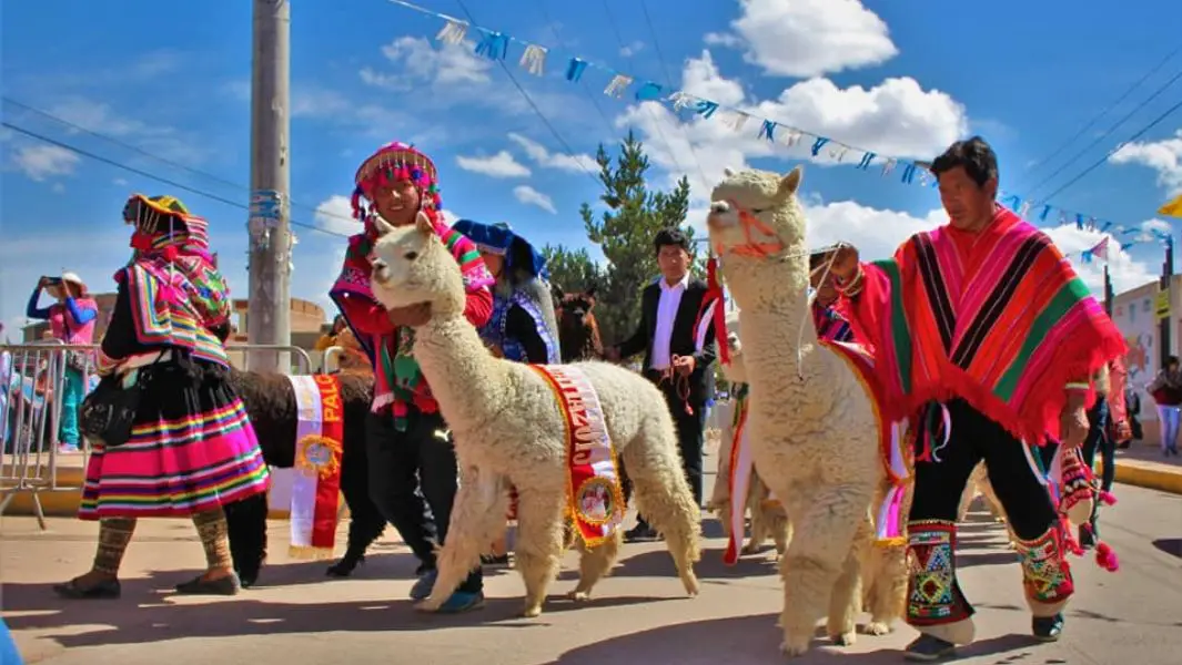 Tenemos un nuevo recordista para el desfile de alpacas más grande del mundo  | Guinness World Records
