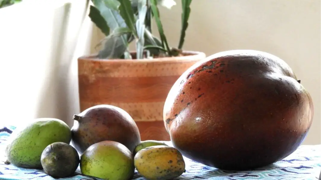 El mango más pesado del mundo se encontró en Colombia