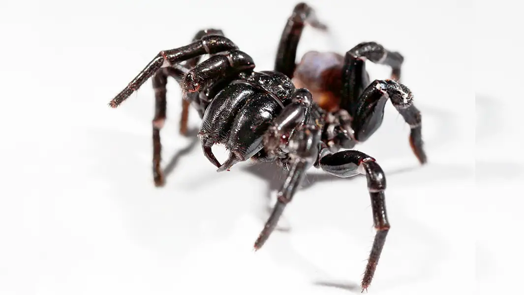 Las arañas más temibles del mundo