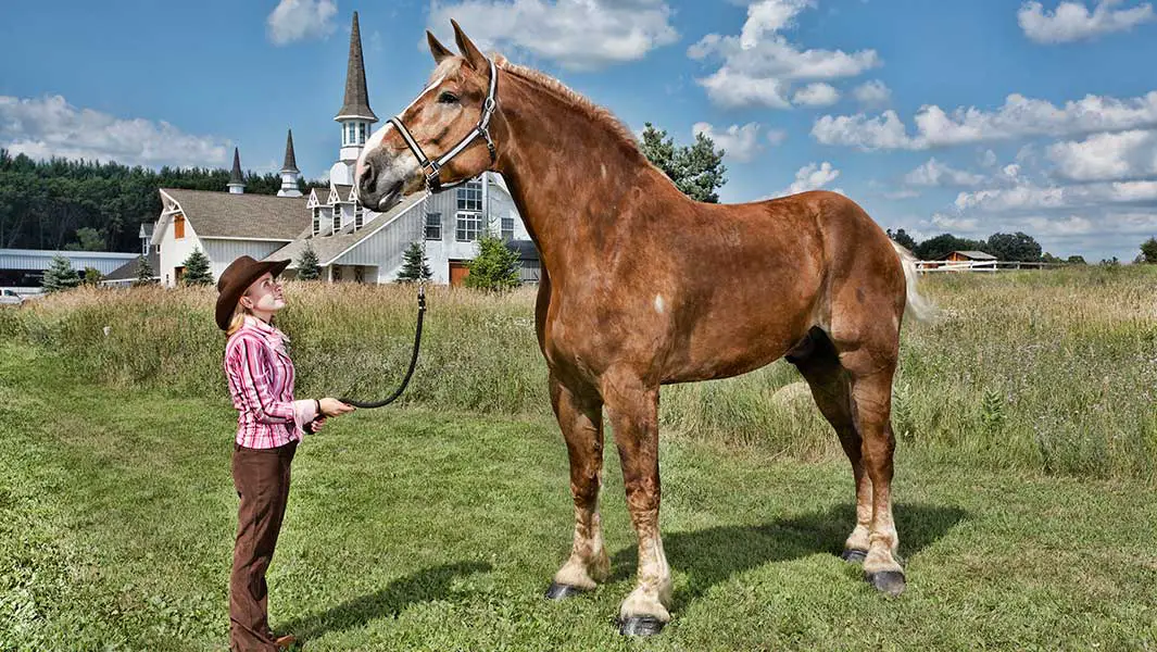 Conoce a Big Jake, el caballo más alto del mundo 