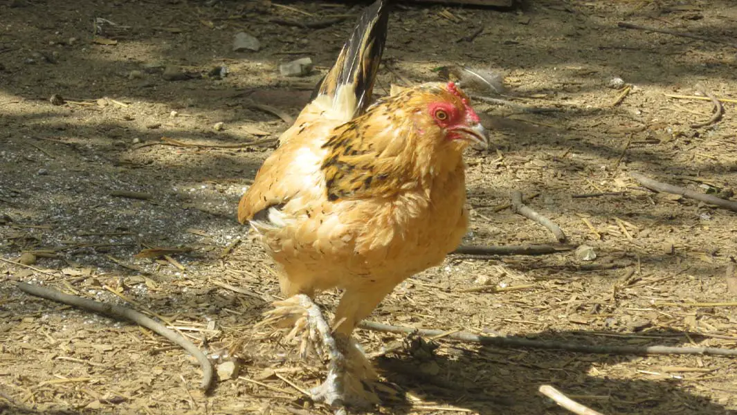 La gallina más longeva del mundo, Peanut, murió a los 21 años