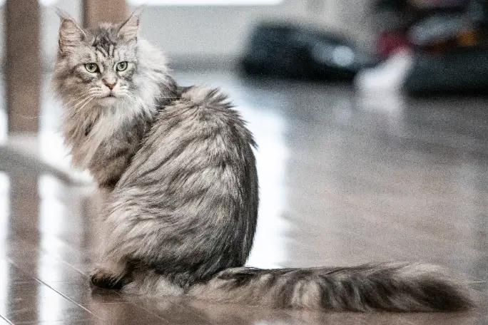 altair-the-maine-coon-and-his-long-tail.jpg