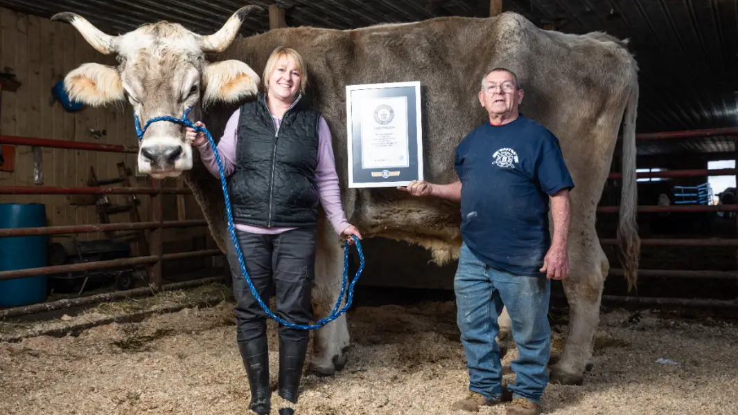 Un gigantesco bovino rompe el récord del buey vivo más alto del mundo