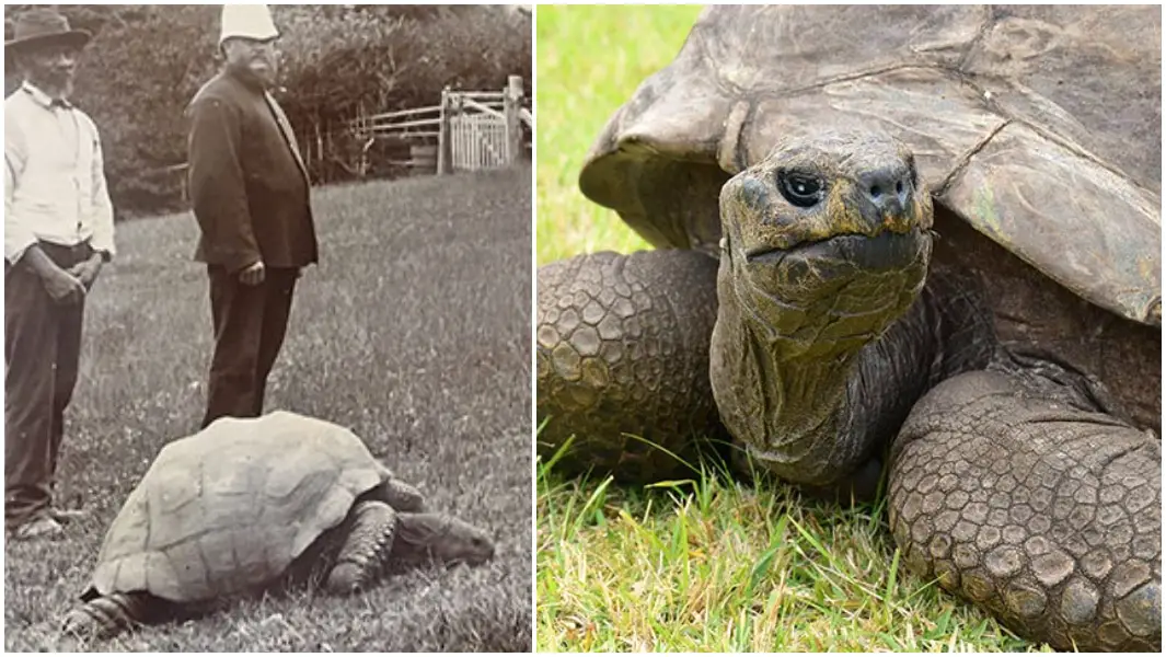Jonathan de 190 años, se convierte en la tortuga más longeva del mundo | Guinness World Records