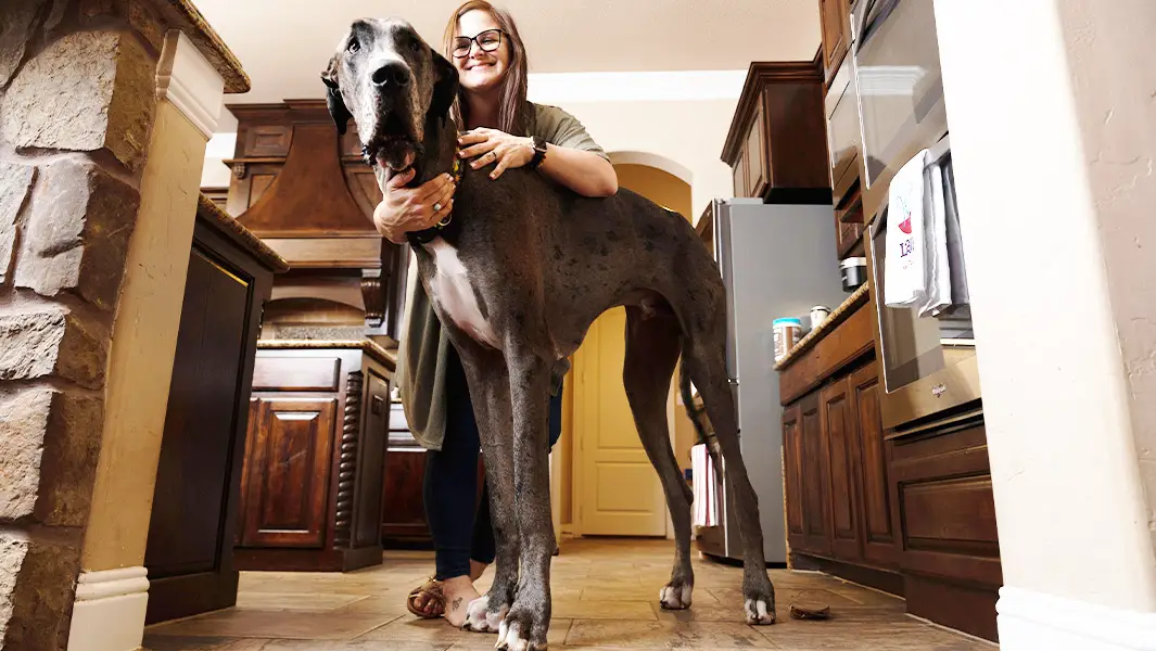 Se confirma que el perro más alto del mundo es Zeus el Gran Danés