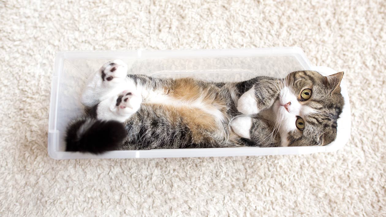 Maru header