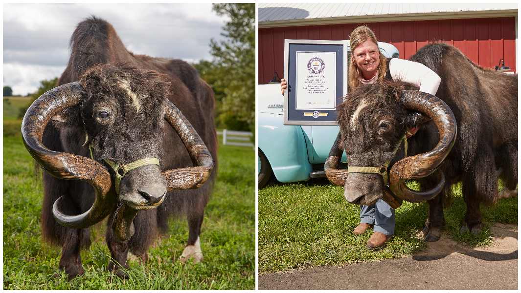 longest-horns-on-a-yak-record-holder-posed