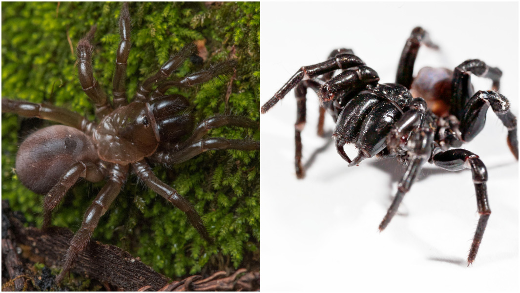 Trapdoor spider Sydney funnel web split image