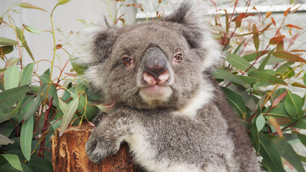 oldest koala in captivity