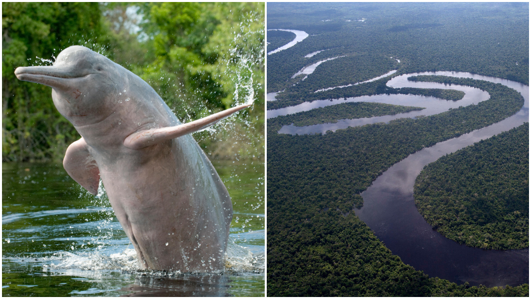 split-image-of-a-boto-dolphin-and-the-amazon-river