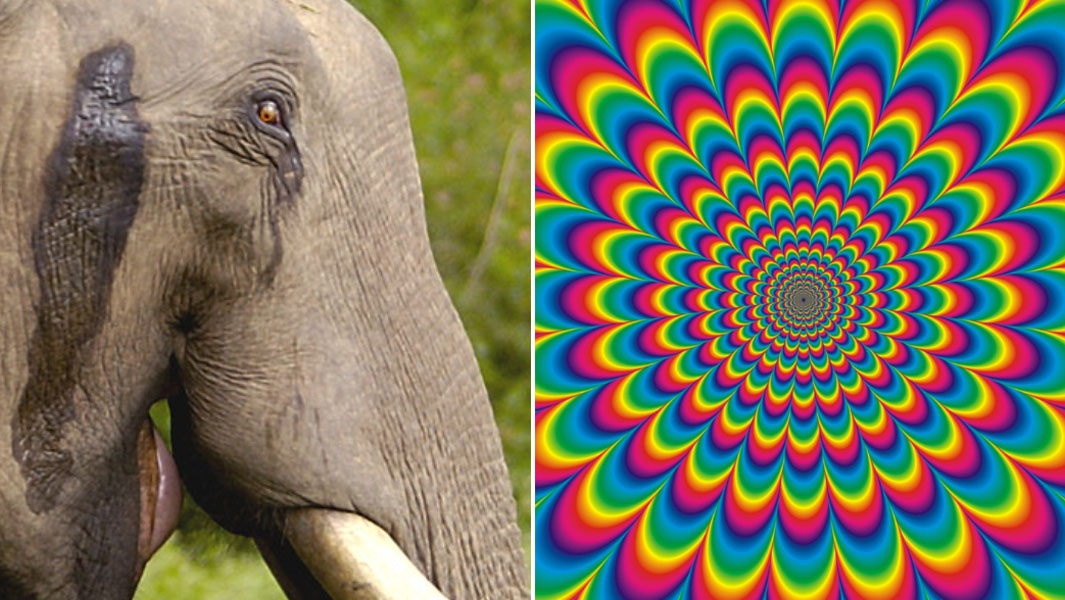 split image of elephant and psychedelic pattern