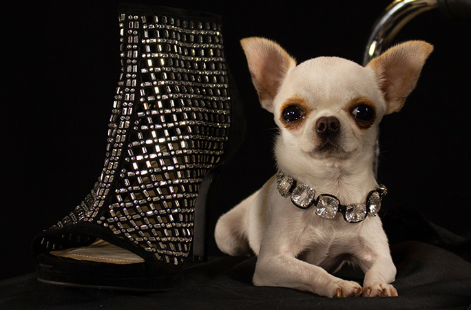 Chihuahua de bolsillo es certificado como el perro más pequeño del