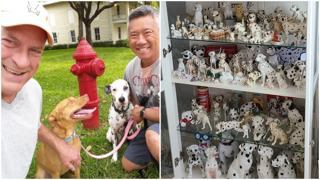 dalmatian collection split image