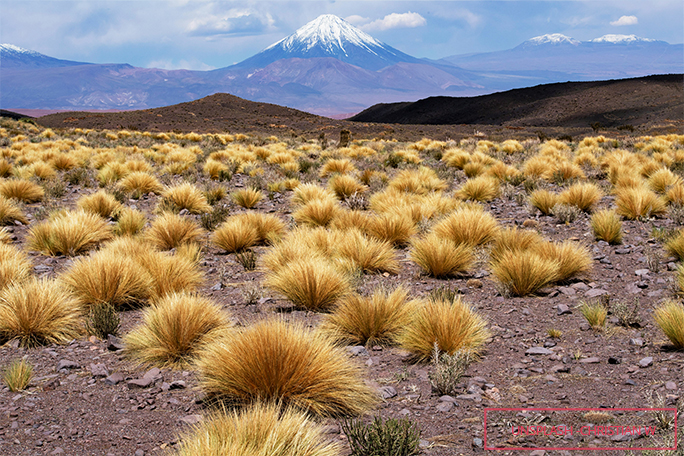 Greatest biodiversity latam