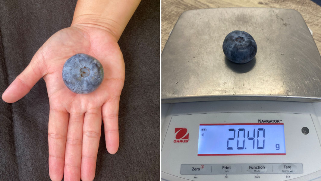 split image of heaviest blueberry