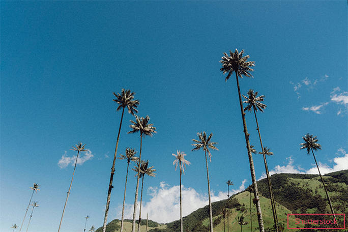 Tallest palm tree from Colombia